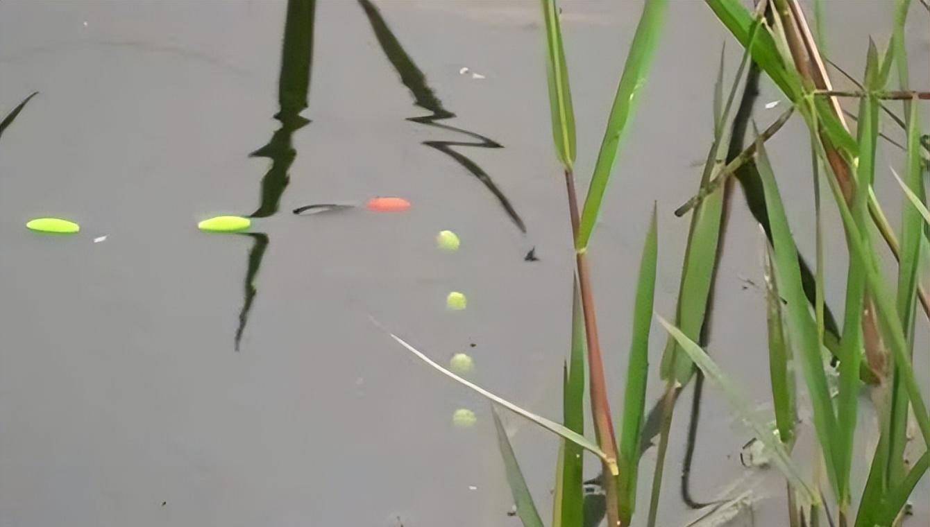 江河流水钓细鳞鱼钓法图片