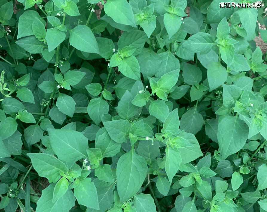 事实上它成熟的果实也是80,90后儿时常吃的小零食,它就是龙葵