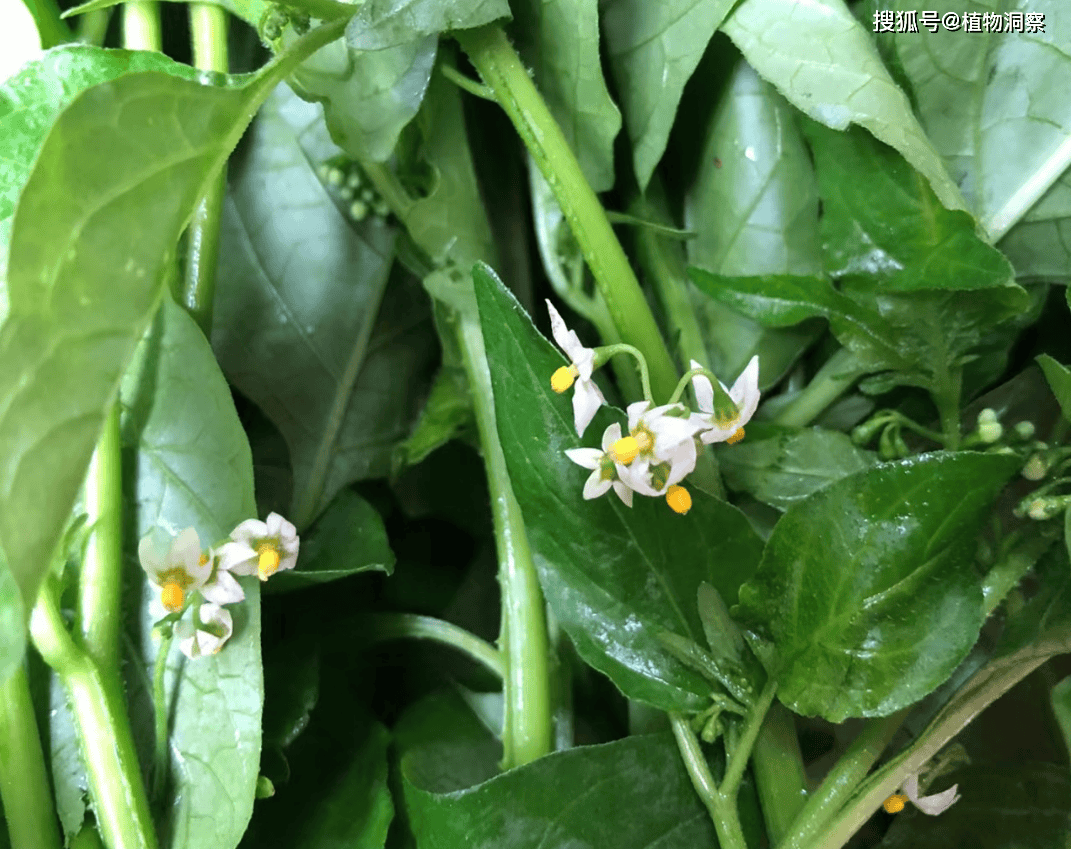 原创龙葵又称白花菜天茄子药食同源价值极高农民朋友要了解