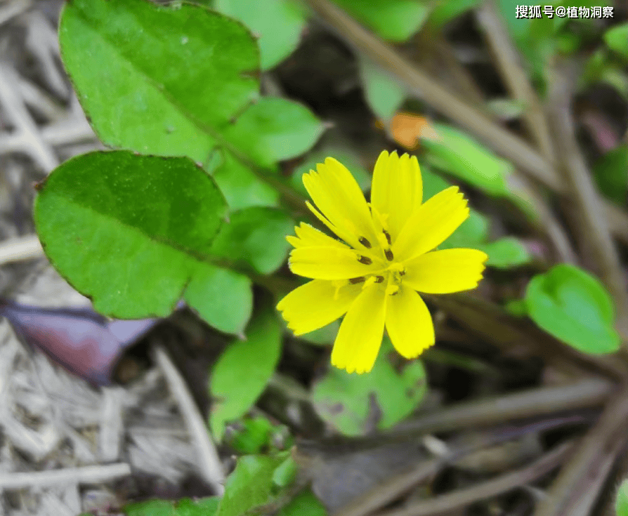 稻槎菜,又称鹅里腌,回荠,有3大作用,价值极高,农民朋友要了解!