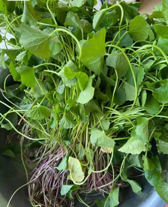 春天这菜使劲吃,一去湿气,二益肝明目,三清热,现在当季营养高_食材_加