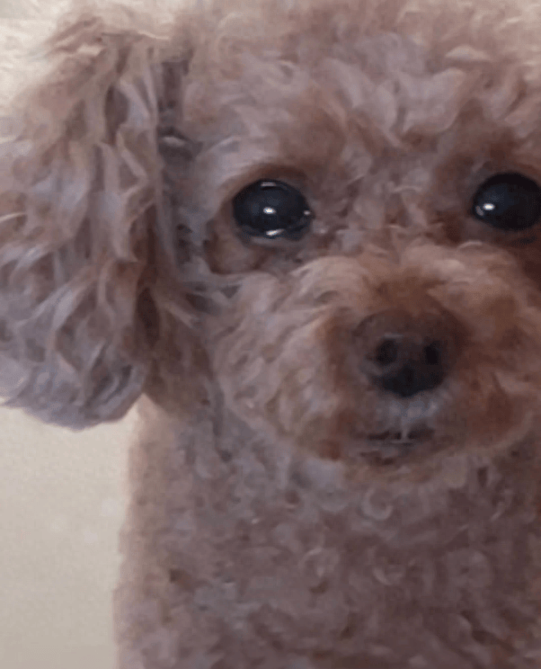 原创过完年铲屎官收拾行李小狗眼泪汪汪看着泰迪别出去了好不好