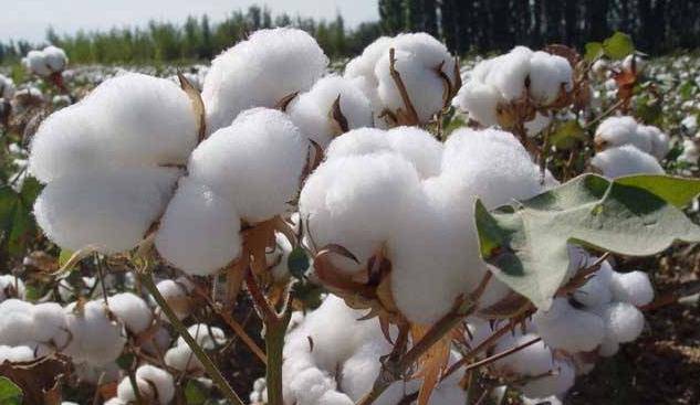 历史上,上海并不产棉花,为何工业支柱是"纺织业"?___