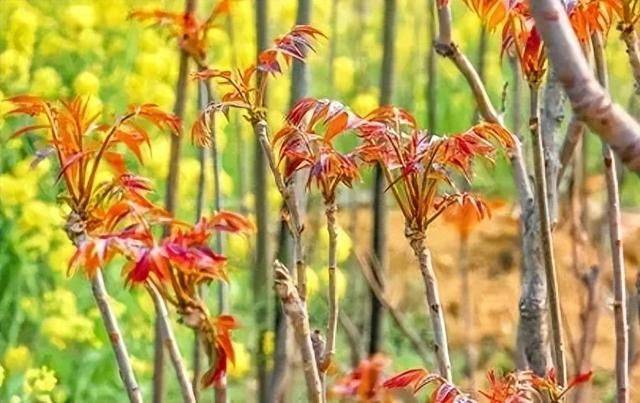 这款树上蔬菜春季食用正当时