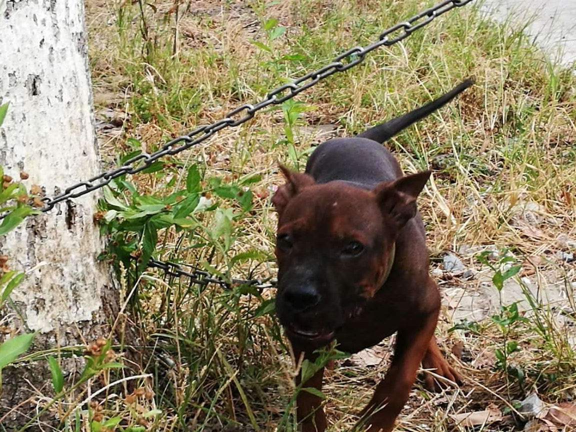 川东猎犬,这是我国的猎犬,这种狗在我