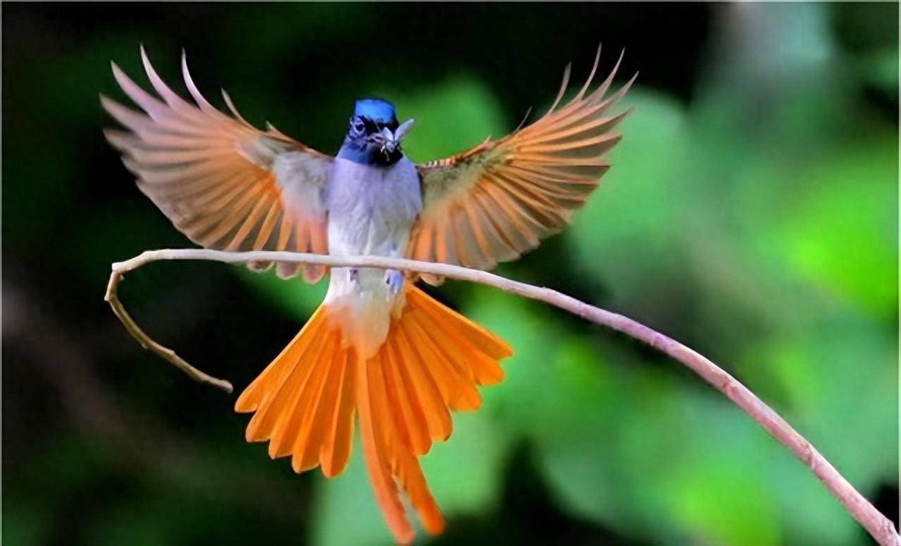 重庆发现一种鸟,雄鸟老了全身羽毛变白,雌鸟交配后尾羽自动脱落_鸟类