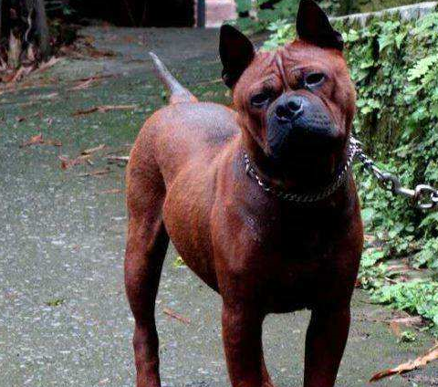 川东猎犬,这是我国的猎犬,这种狗在我国,有小比特犬的称号,因为这种狗