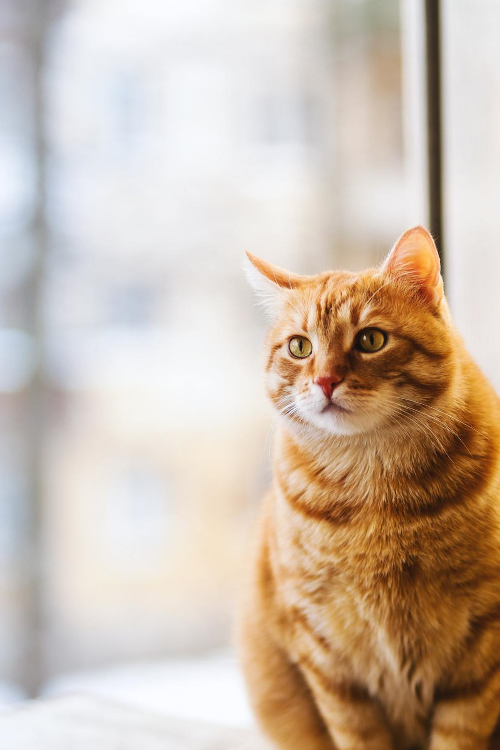 原创为什么你的橘猫没有大圆脸问题可能出在品种上