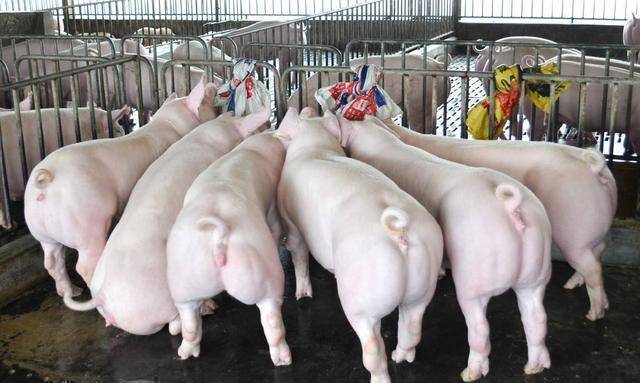 原创防患于未然芯片中国自主研发后种猪也要提上日程了