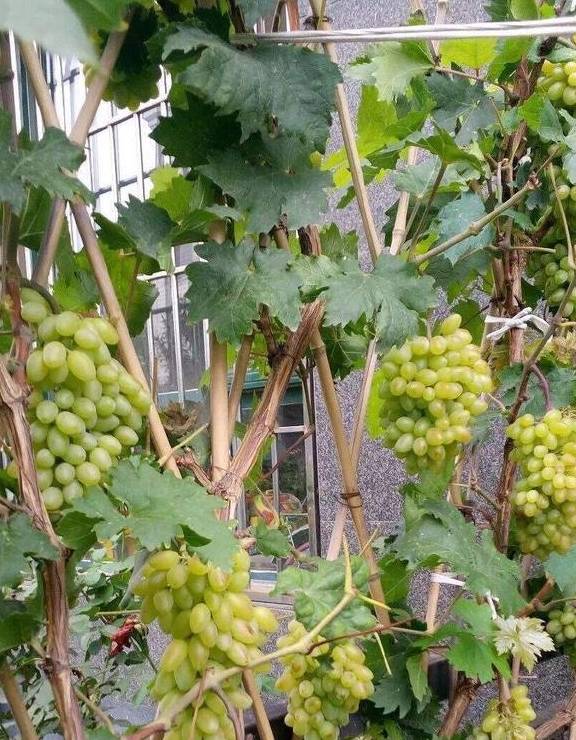 原创阳台插根葡萄枝不用施肥就疯长来年葡萄结出一串串吃得过瘾