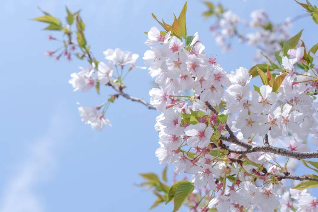 花色淡粉的樱花树,沿着铁锈色的铁轨和蓝色的绿道一路延伸,在最宽处