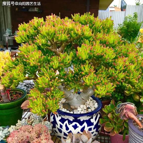 阳台,养这3种植物,寓意"招财进宝",天天都有好心情_养护_花卉_家庭
