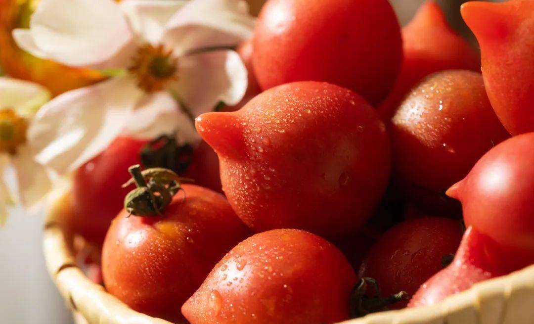 哈哈,这只"尖嘴小鸟",江湖名号春桃,其实是小番茄的品种之一.