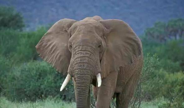 原创为何人类喜欢象牙获取的办法就是猎杀为啥不从老死大象身上取