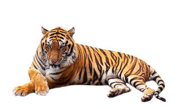 古代人说虎生三子必有一彪其中的彪是什么意思