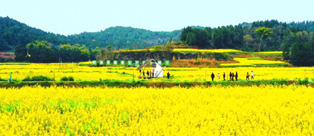 莲池镇张澜故里景区成片梅林暗香浮动,双凤镇跳蹬河村和古楼镇万亩