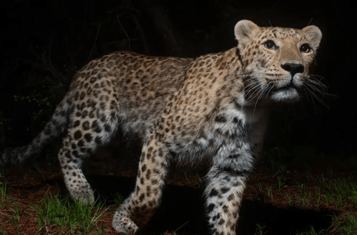 原创全球不足1500只山西发现华北豹大量高清可爱图片免费放送