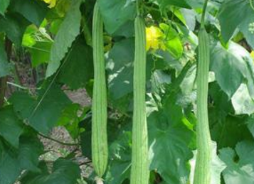 性凉,味甘,具有清热解毒,凉血止血,通经络,行血脉,美容,抗癌等功效