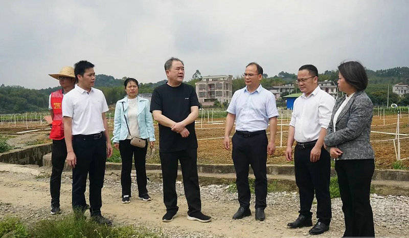 广西藤县人大常委会专题调研农业发展情况