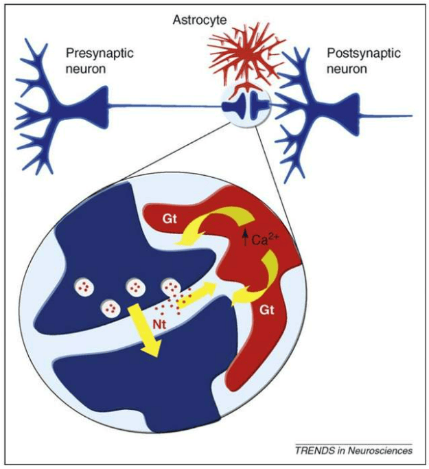 30年互相矛盾的星形胶质细胞研究终于迎来一锤定音