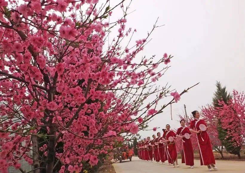 3月底-4月初99赏花地点:新绛县万安镇天地庙村# 玫瑰花98花期:4月