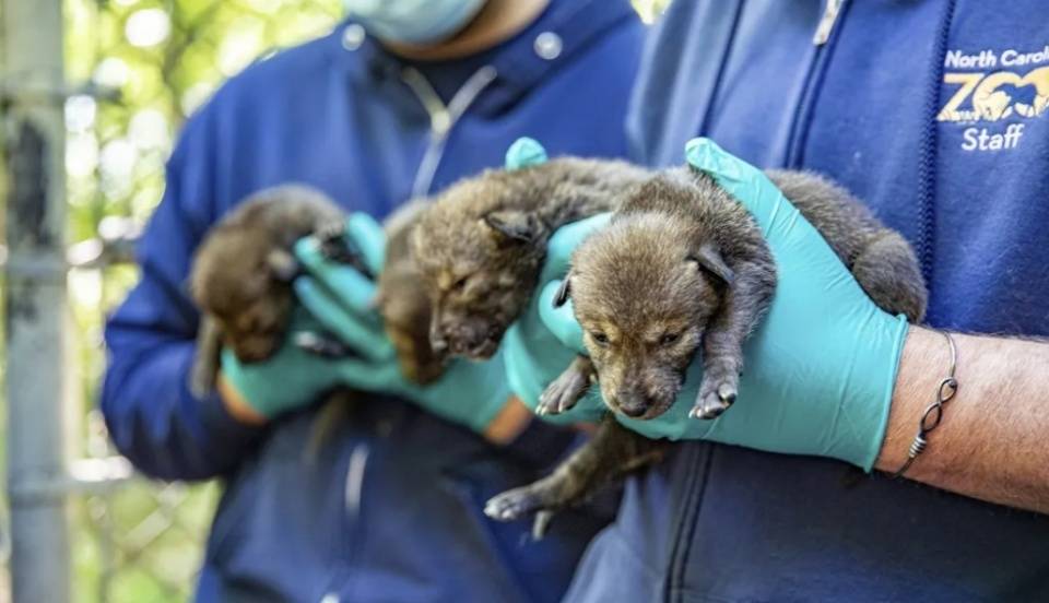 原创草原汉子养狼8年掏空家产却经常被狼咬伤为什么狼养不熟