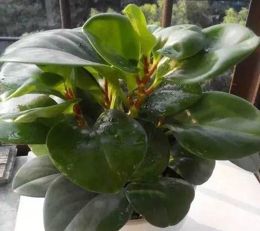 这花就得饿着养盆越小水越少反倒长得更来劲