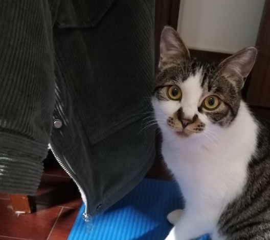 中华田园猫有多可爱