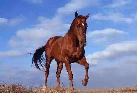 美髯公败走麦城留下绝世宝刀与神驹不知便宜了谁