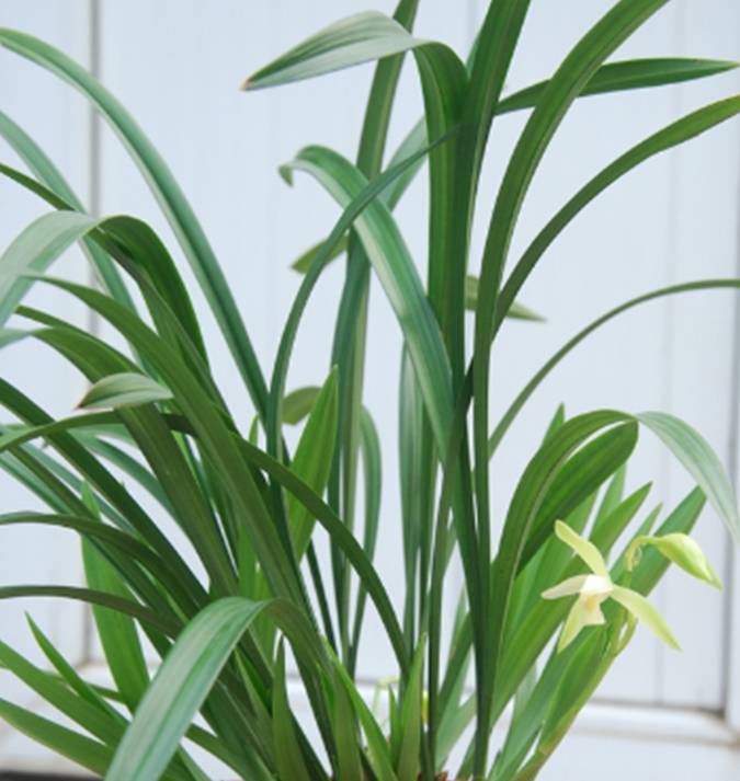 原创高手养兰花从不盲从紧抓这3点芽多根旺长势喜人