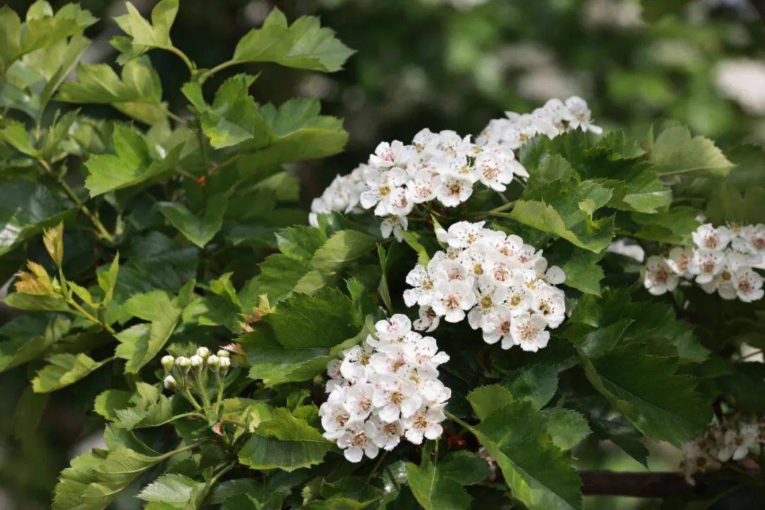 如梦如幻的山楂花海,在阳光下闪着微微光芒;一望无际的油菜花海,在