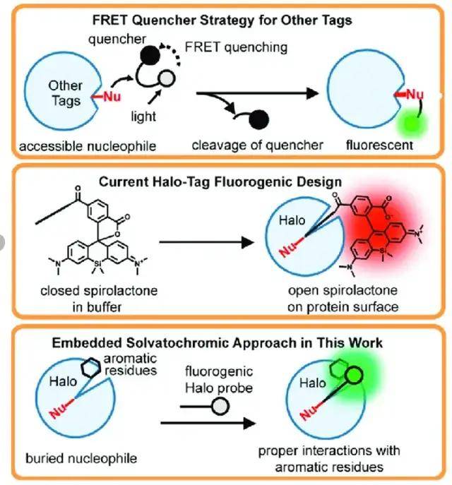 "揭秘细胞命运:新型标记技术助力探索凋亡奥秘"_检测_caspase_方法