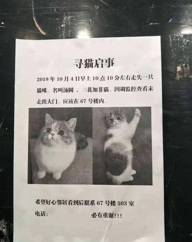 民国时的一则奇葩寻猫启事一面高价悬赏一面咒人祖宗