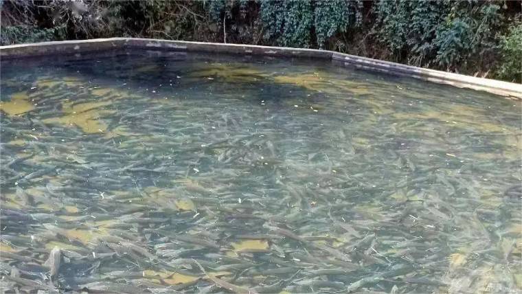 面对4月鱼病高发期循环水系统将如何带来养殖优势