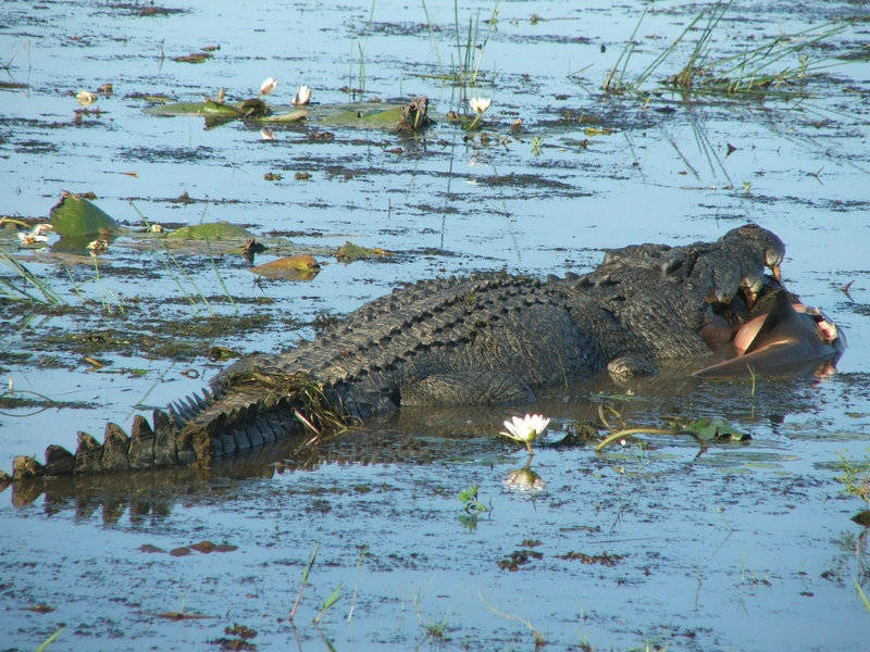 黄水_文化_鳄鱼