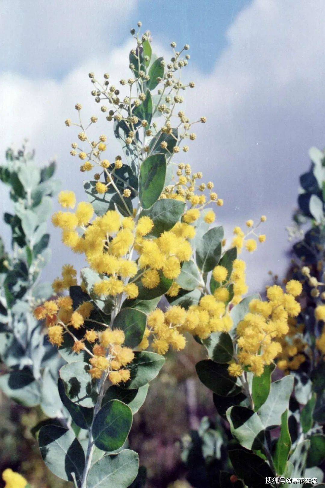 叶子和花朵都极为好看的银叶金合欢,媲美尤加利,好养耐寒