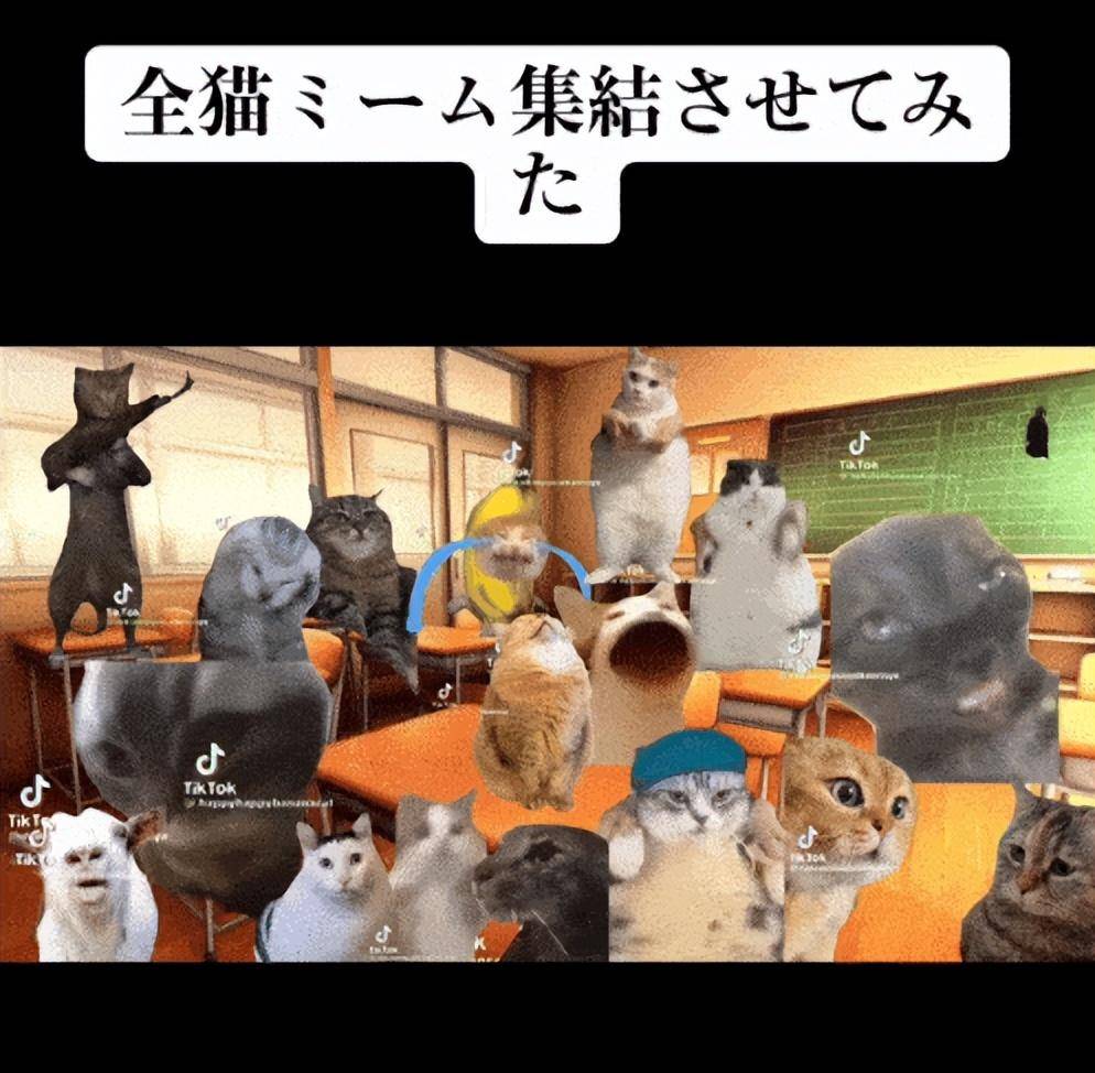 日本猫meme爆火，越南厂商进军猫meme手游，盘点猫meme极品素材_搜狐网
