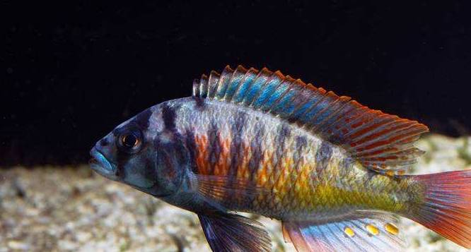 三湖慈鲷里维鲷的品种原本是最多后面被罗非鱼给入侵完了