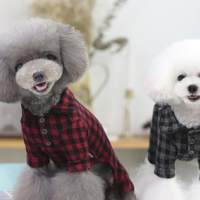 原创泰迪贵宾傻傻分不清看这里这才是泰迪贵宾的正确打开方式