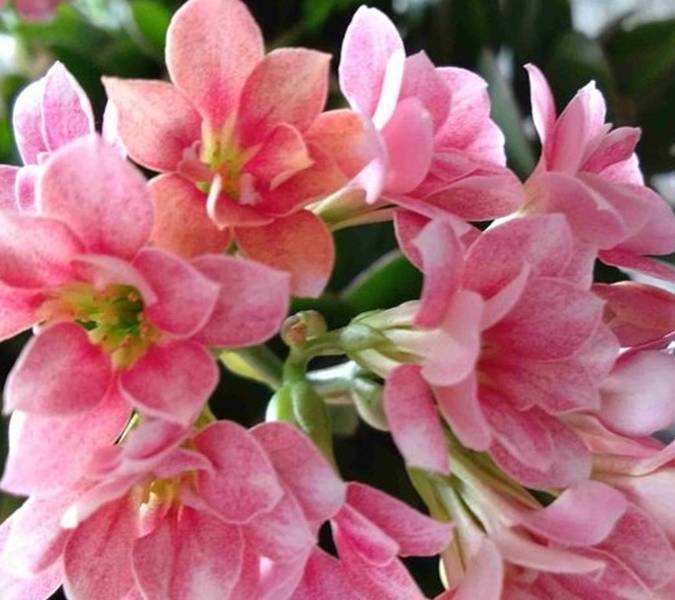 扦插长寿花,掐这种"枝"插土里,生根更快,早三年开花