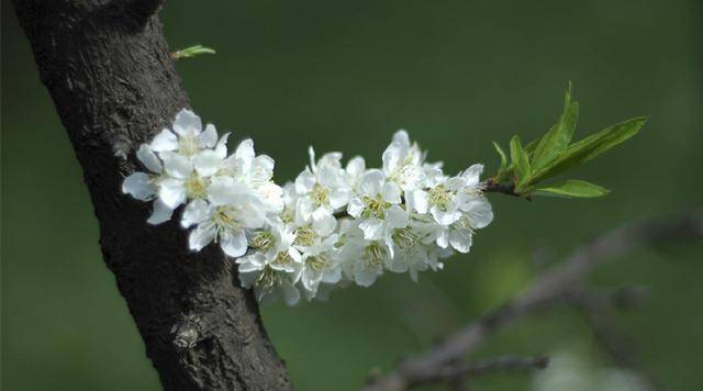 原创一树梨花压海棠是不是觉得很美其实它是80岁老牛吃18岁嫩草