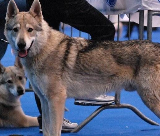 并且捷克狼犬身上也有狼的血统,是由德国牧羊犬与喀尔巴阡狼培育出的