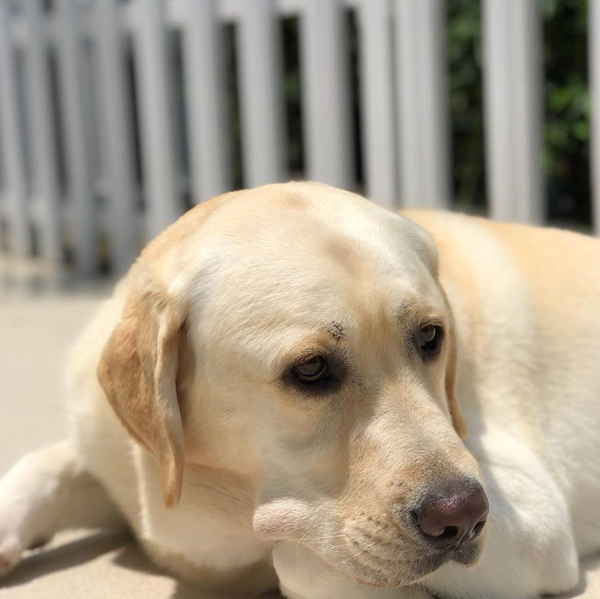 宠物百科为什么养拉布拉多狗狗做宠物智商高能力强贴心温柔