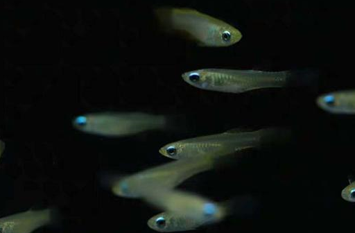 很多鱼友养鱼,记不住自己观赏鱼的名字,会有这种情况吗?_品种_什么_因