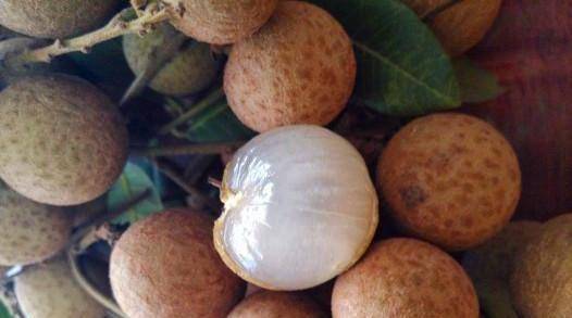 原创8月,爱吃龙眼的要当心,我也是刚刚才知道,看后记得告诉家里人_水