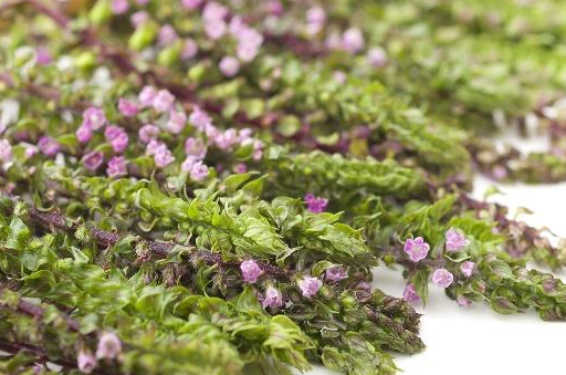 紫苏_风寒_苏叶