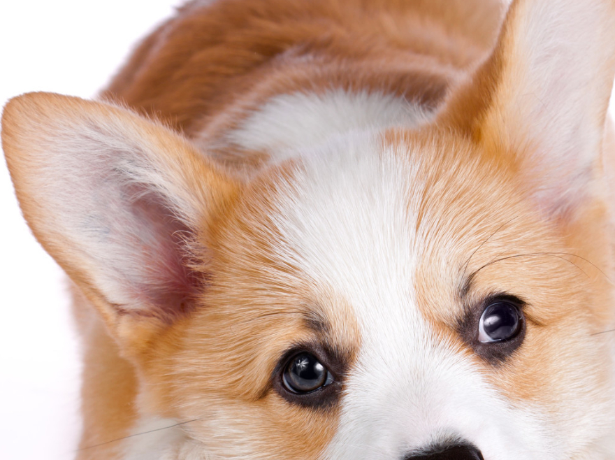 原创柯基可爱又活泼纯种柯基有五个特点看看你家的柯基纯不纯