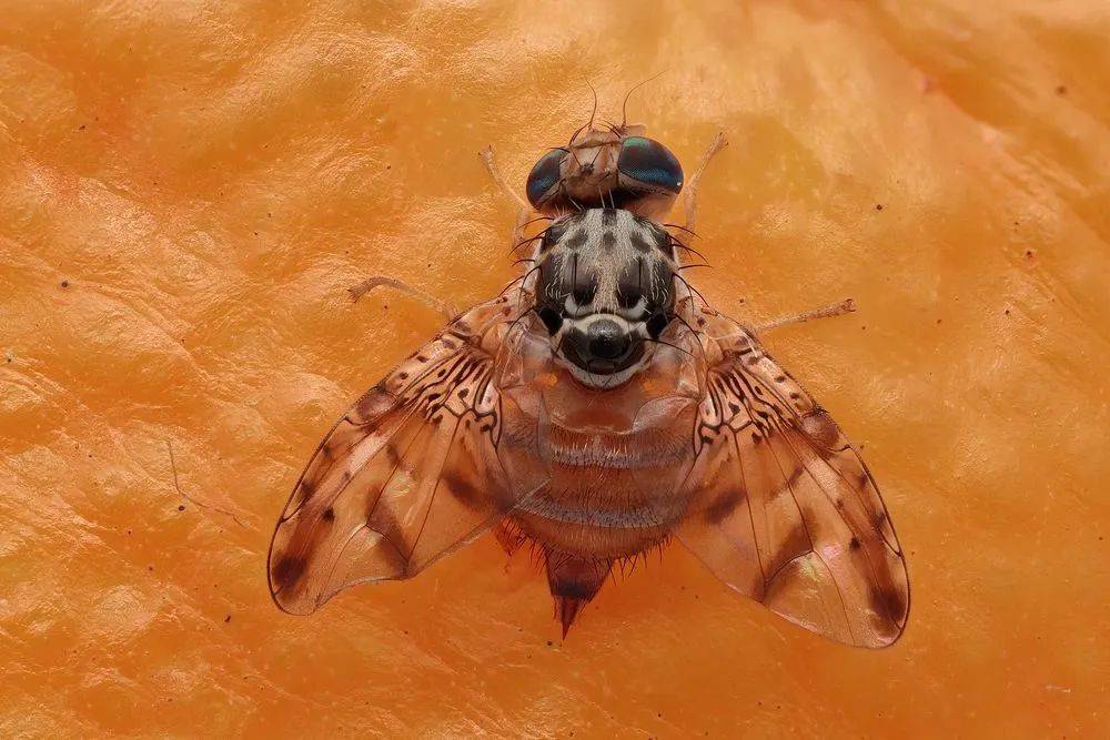 水果里的蛆掉出来变成我袖子里的蜜蜂