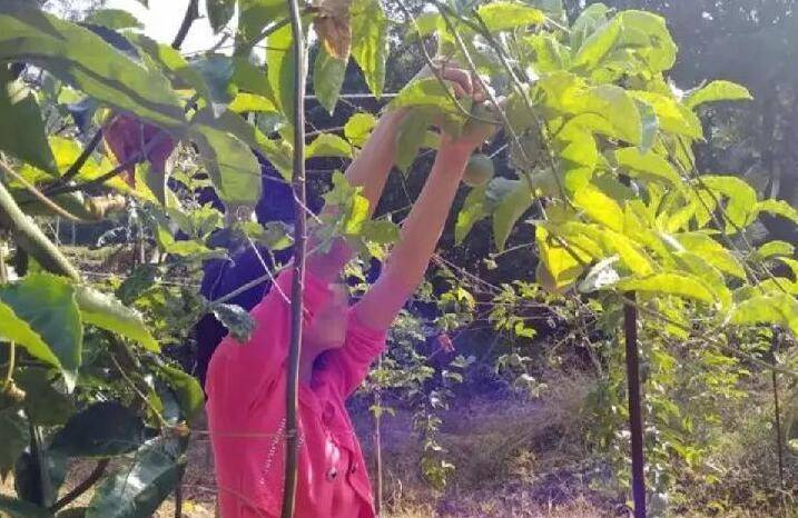 原创10岁百香果女孩被欺凌遇害案母亲讲述细节山头传来撕心裂肺叫声