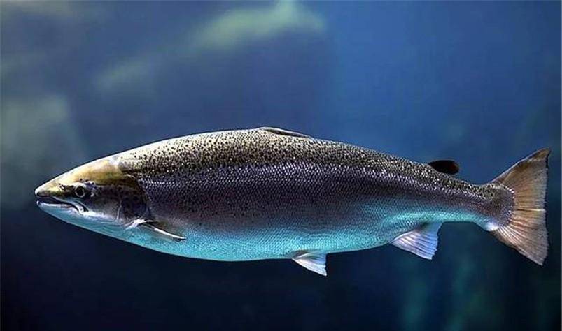 原创中国大马哈鱼之殇设禁渔期挽救濒危鱼种却被俄罗斯坐享其成